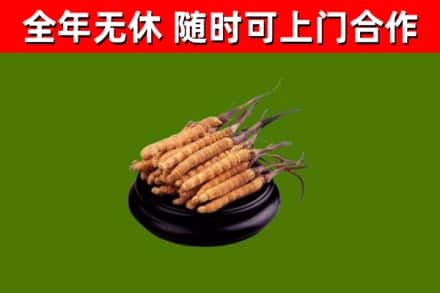 广宁烟酒回收冬虫夏草.jpg